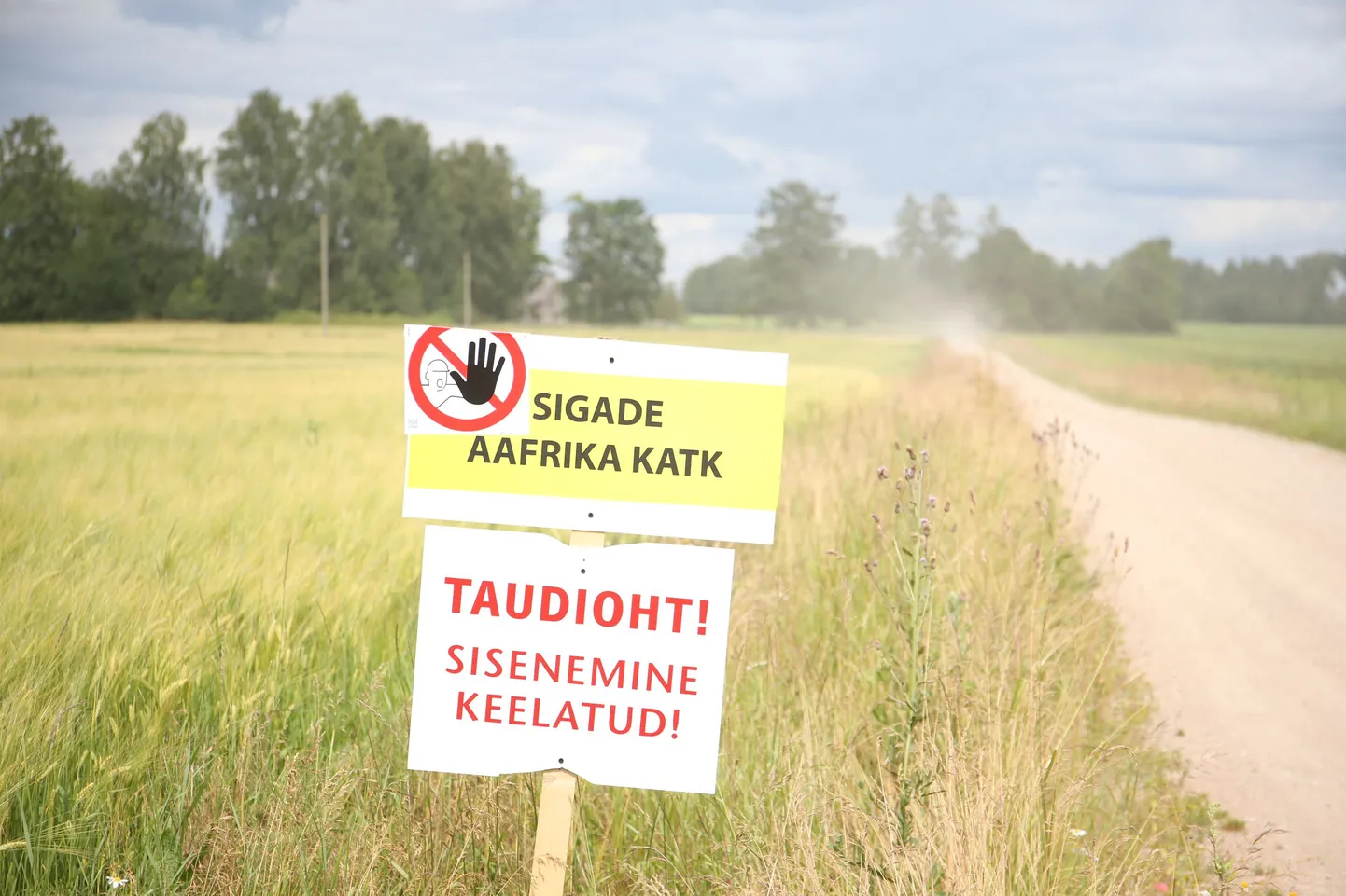 Lätis ja Poolas laiendati sigade Aafrika katku tõkketsoone.