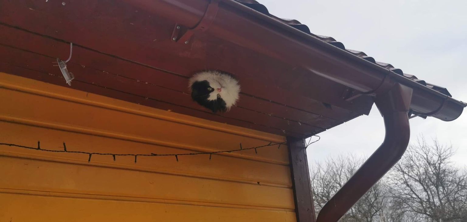 Päästjad aitasid kinni jäänud kassi nimega Paksu taas vabaks.