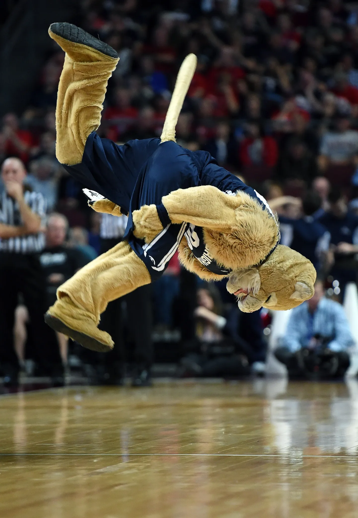 Cosmo the Cougar