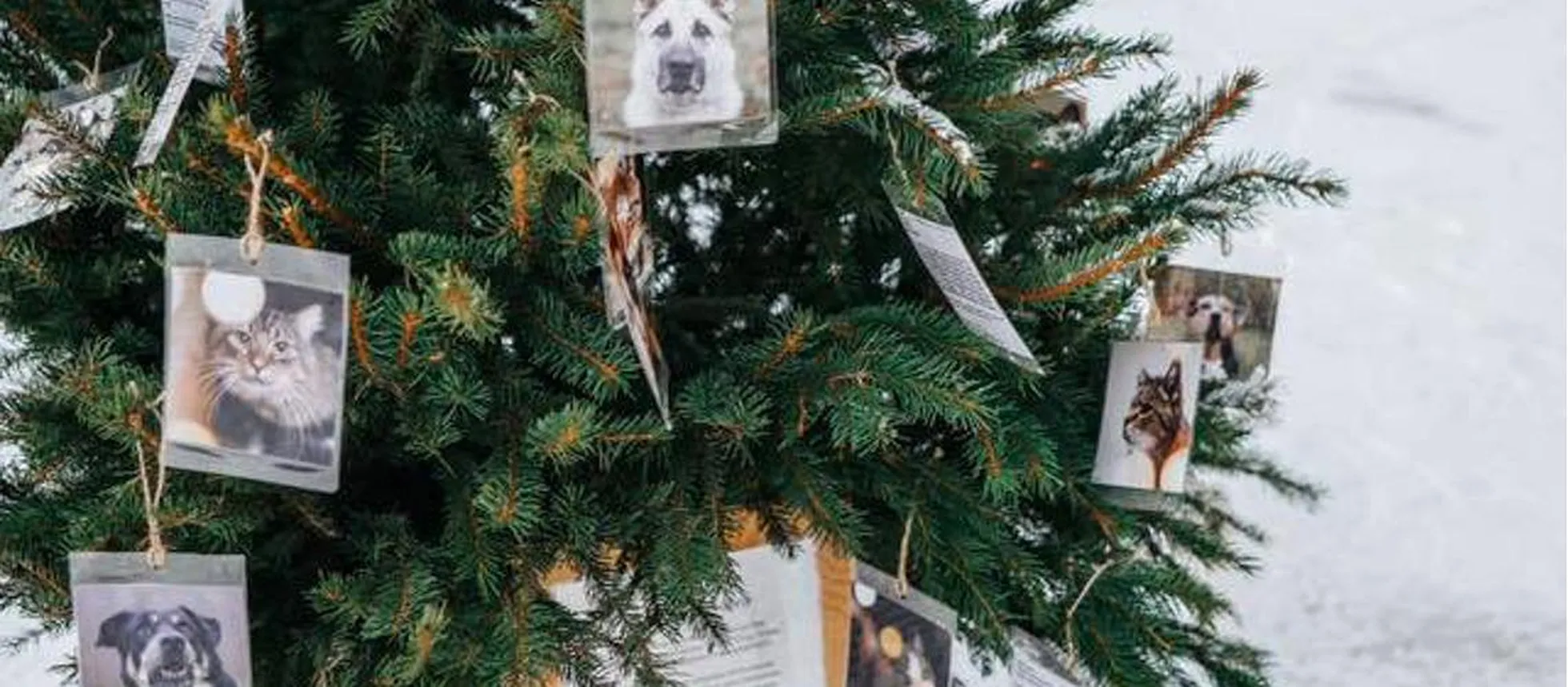 Kuusk kodu otsivatele loomadele
