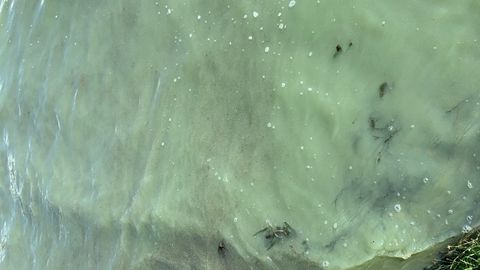 Terviseamet kahtlustab Pirita rannas sinivetika levikut