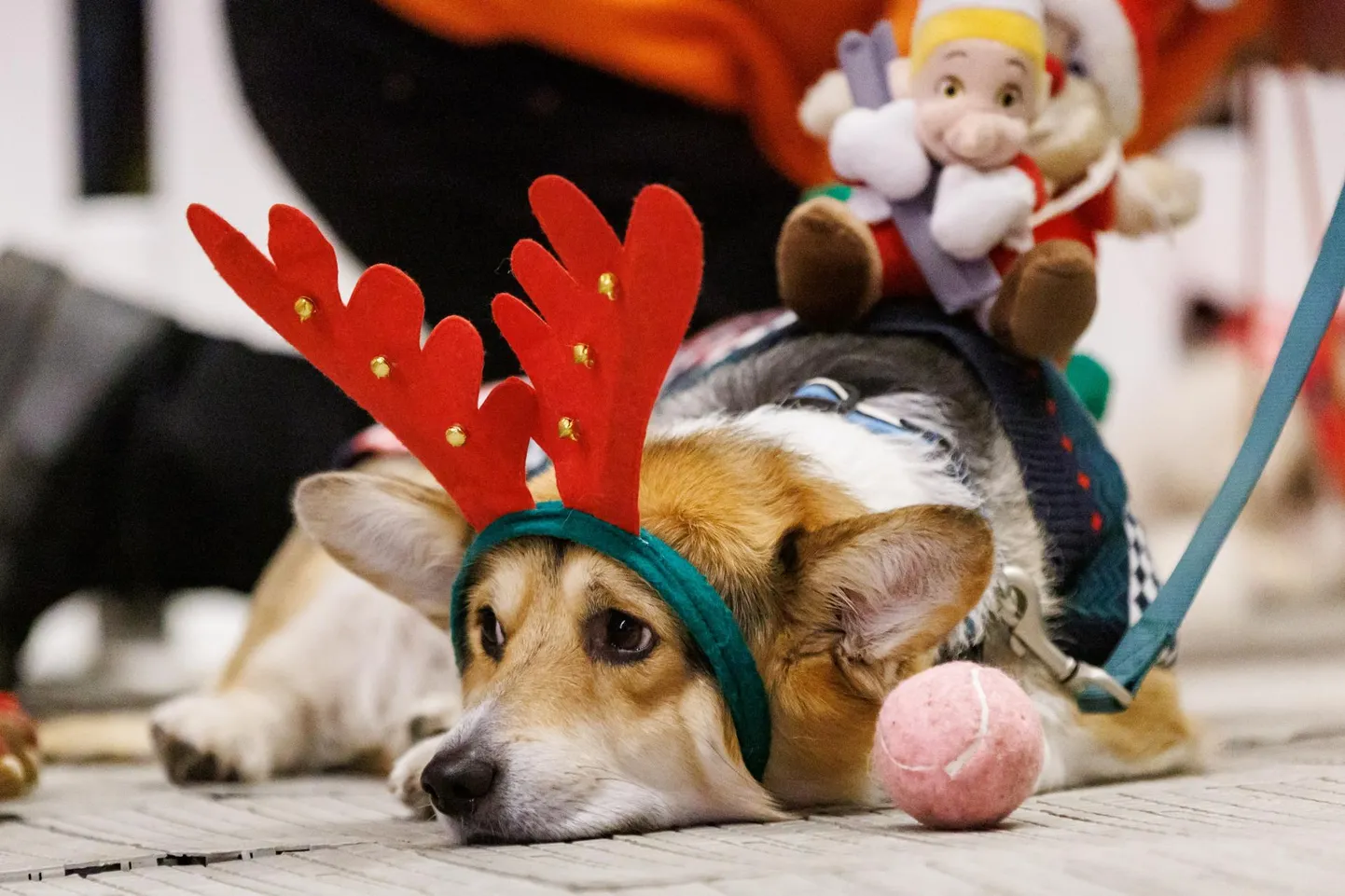 Jõulukampsunites, põdrasarvedega ja vilkuvate kaelarihmadega väikesed koerad... Pilt Corgi Festilt Põhjala tehases.