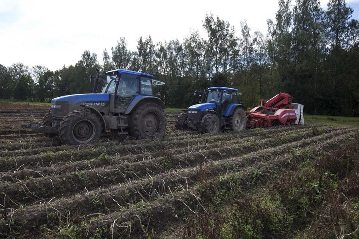 Kartulikombain jäi savisesse mulda kinni ning isegi kahel teineteise järele haagitud traktoril ei õnnestunud seda välja sikutada.