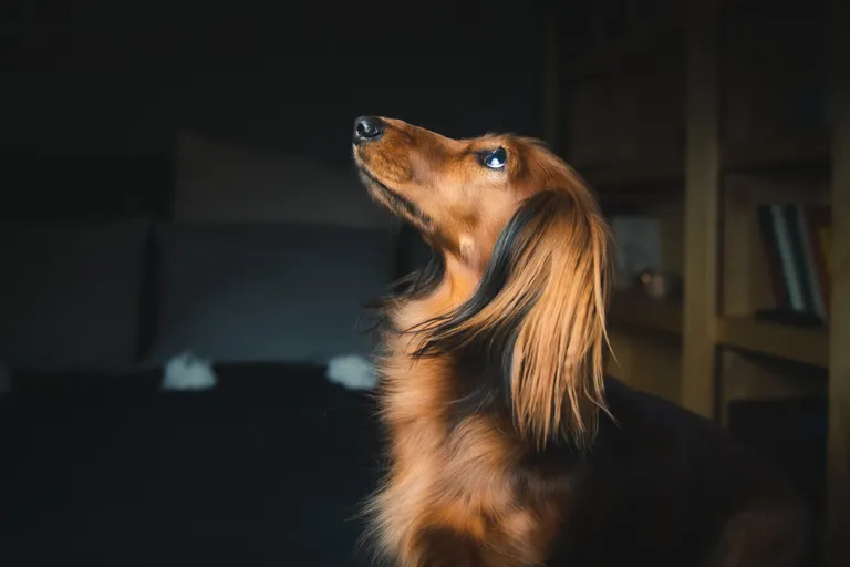 Raksta foto