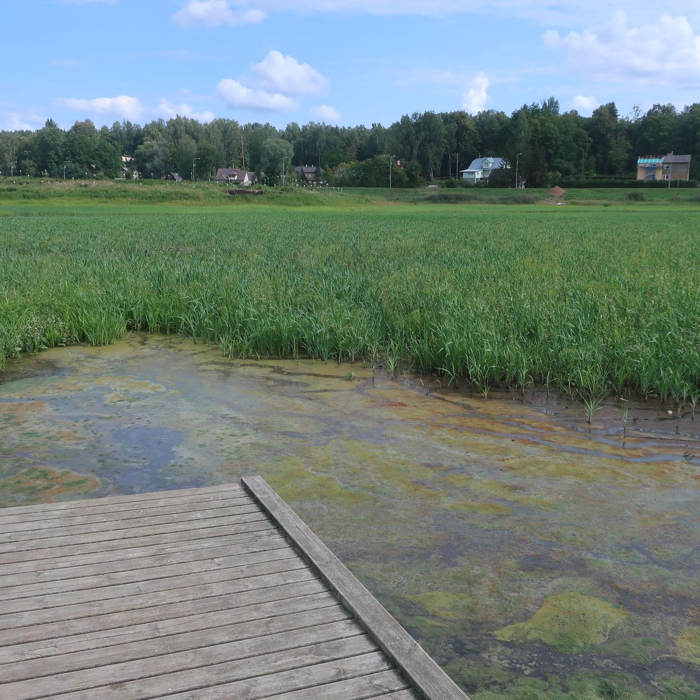 Tühjaks lastud järve põhjas on hakanud vohama taimestik.