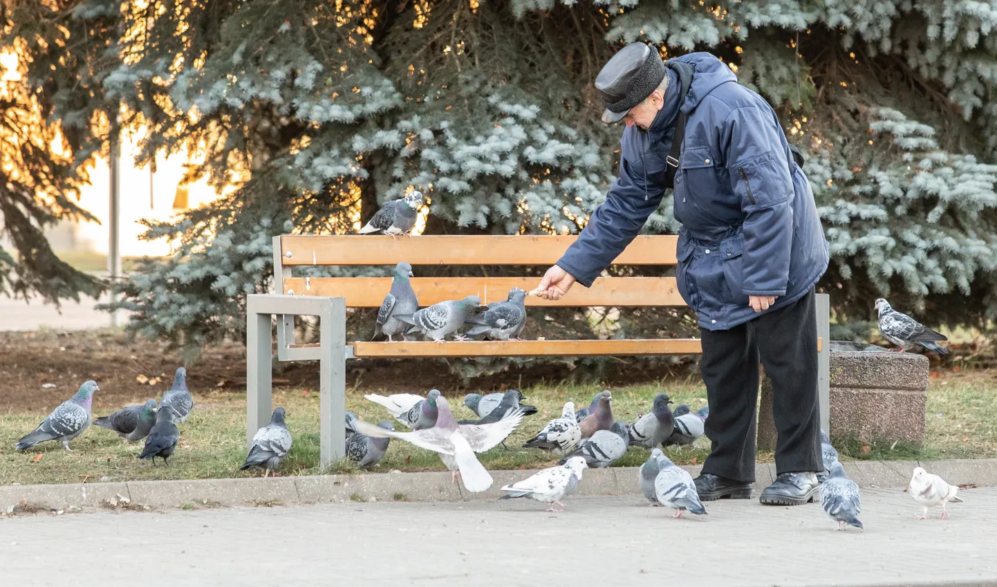 Пожилой мужчина в парке кормит голубей. Фото носит иллюстративный характер и не имеет отношения к описанному в статье.