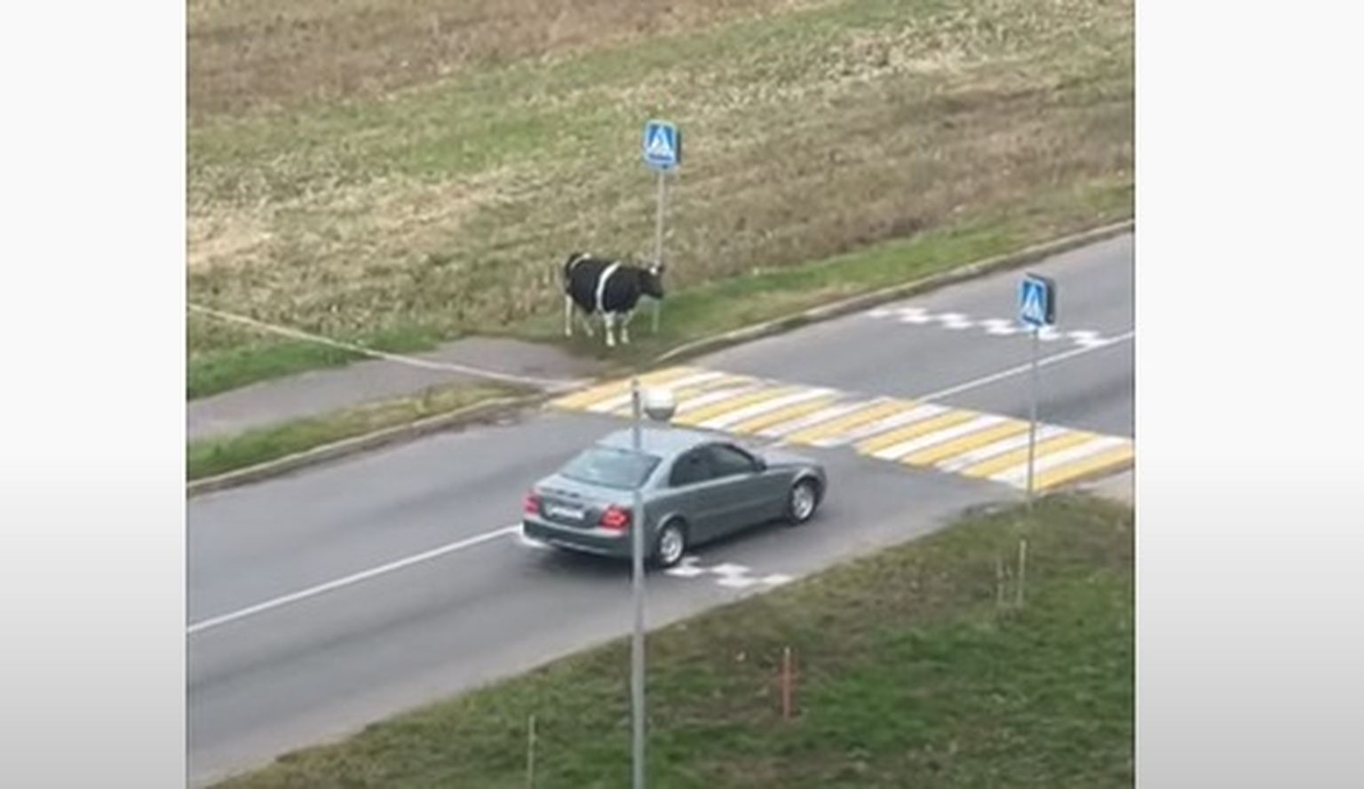 Autod peatuvad, kuid lehm teab, et üksi ei tohi teed ületada