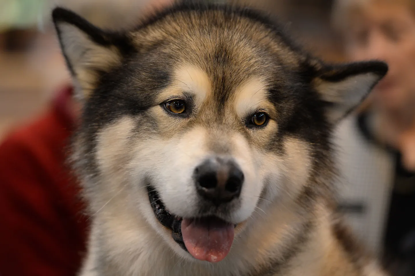 Alaska malamuut on tore seltsiline eriti neile, kellele meeldib lumistel aladel matkata.