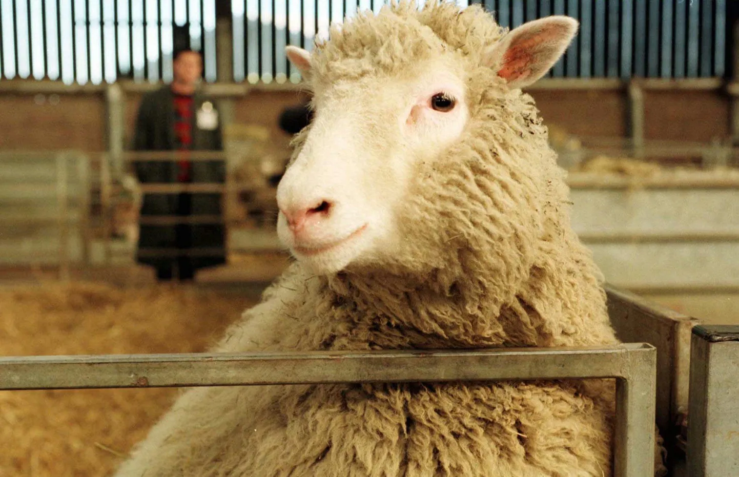 Lammas Dolly seitsme kuu vanusena