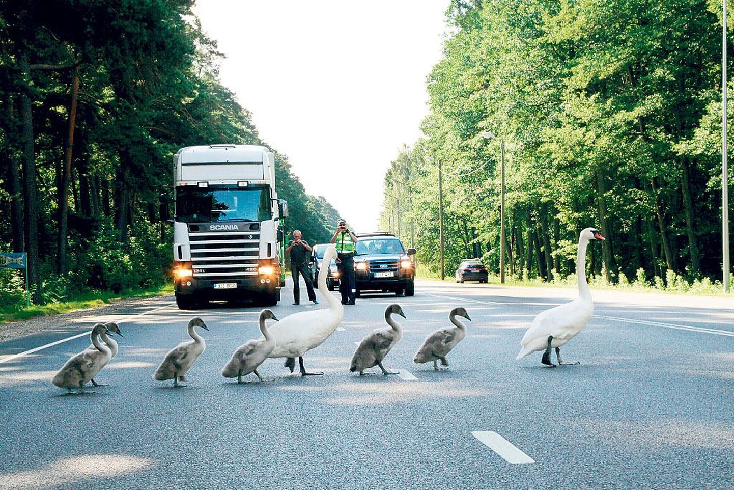 Politseipatrull aitas luigeperel ohutult Riia maanteed ületada ja turvas linde Vambola tänaval.
