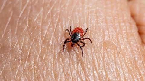 Puugid ähvardavad sel kevadel enam kui kunagi varem