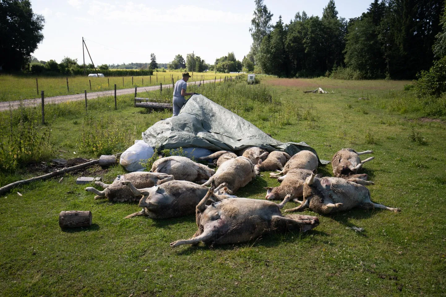 Lammaste omanik Argo Veskilt oli teisipäeva keskpaigaks leidnud üle 15 lamba korjuse. FOTO: Mikk Keis