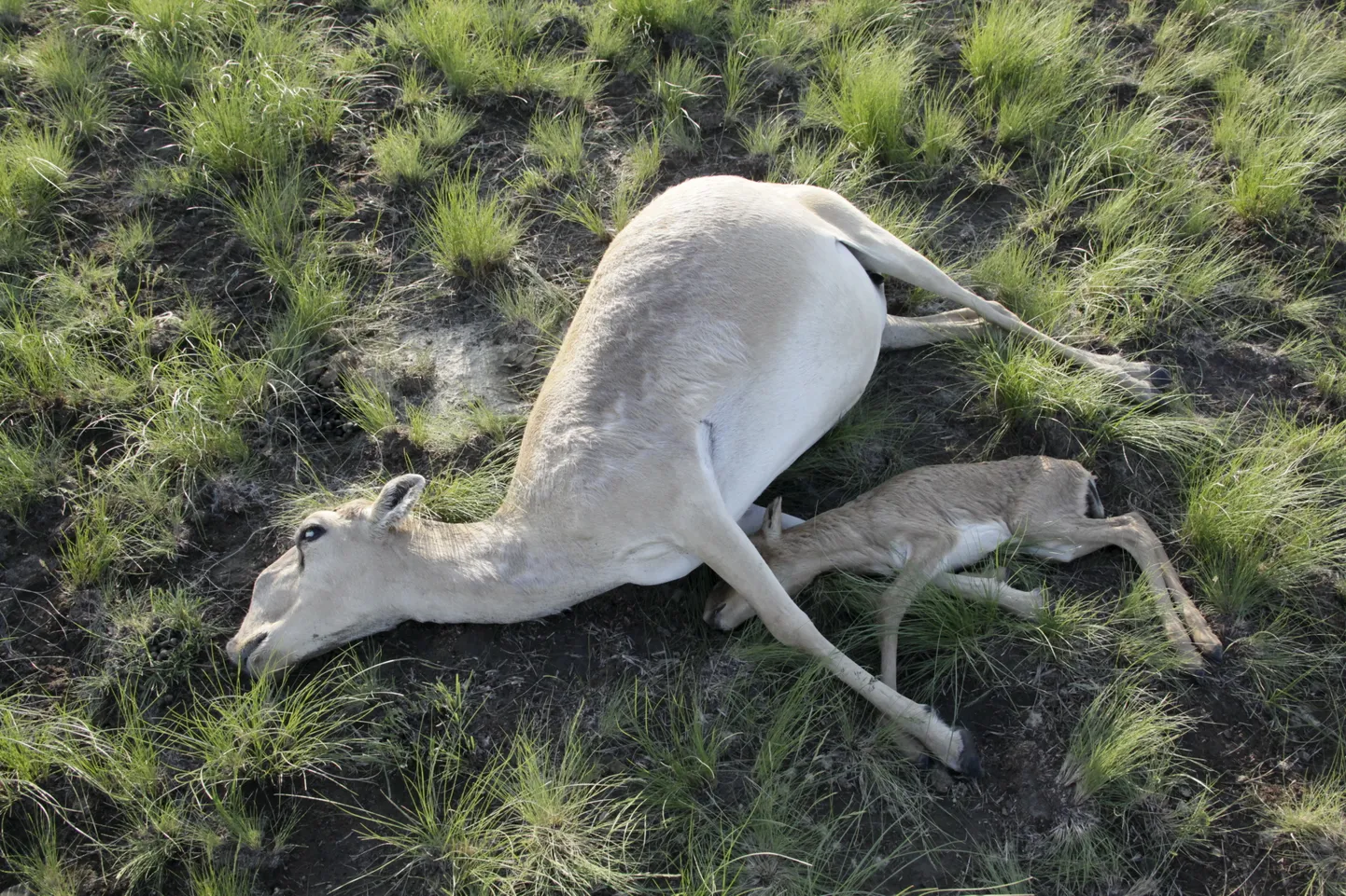 Mõistatuslikult surnud saiga antiloobid.
