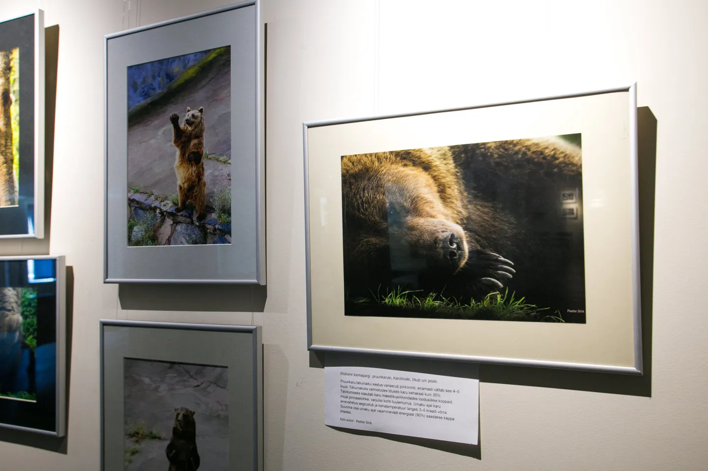 Viljandi fotoklubi näitus "Karu"
