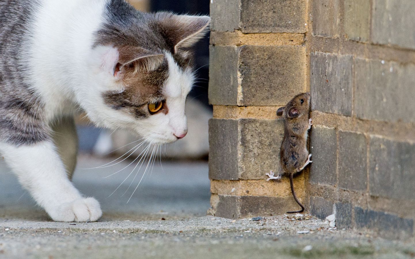 Kass ja hiir.
