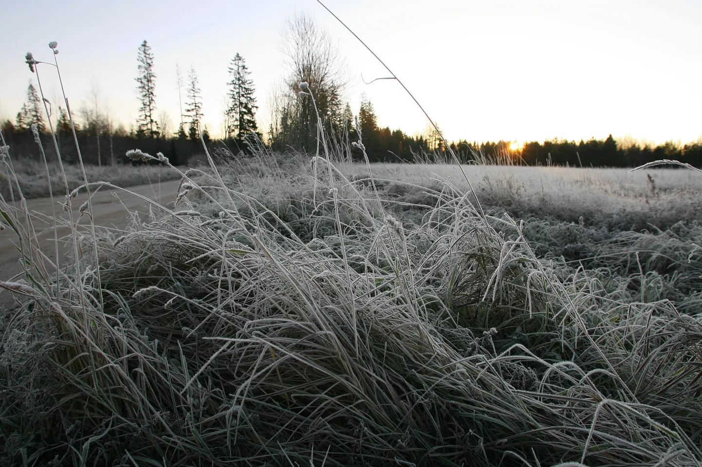 Täna hommikul olid põllud hallast valged.