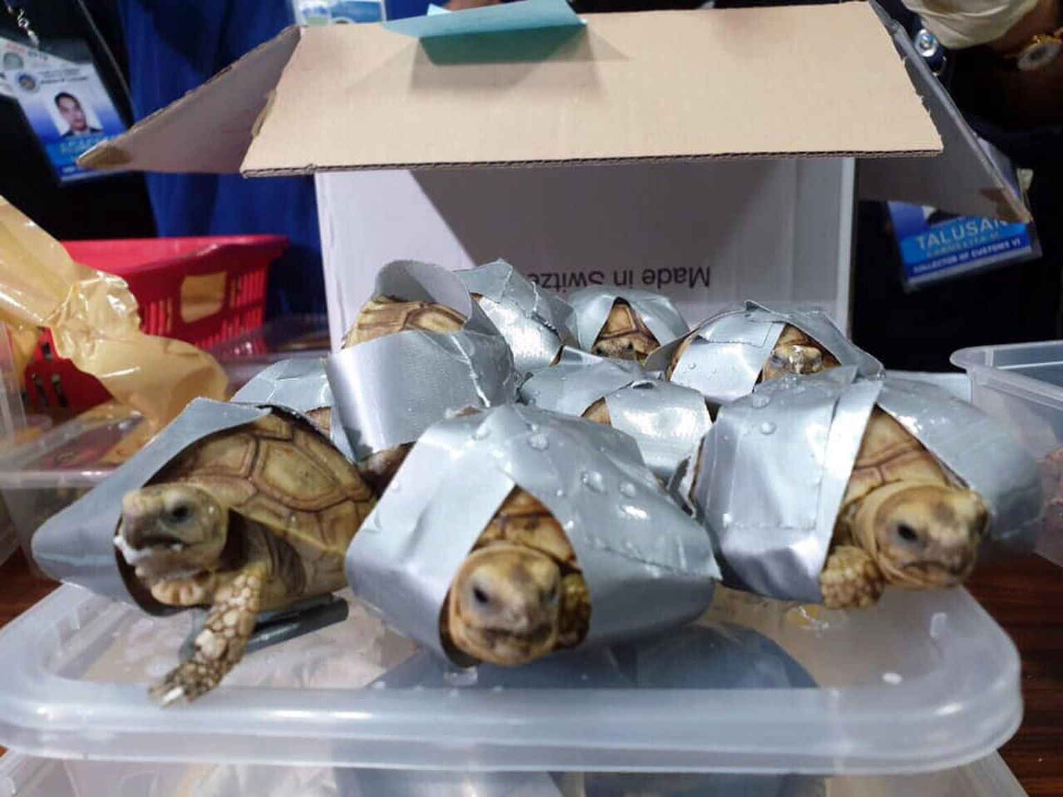 В филиппинском аэропорту в забытых чемоданах нашли 1500 черепах