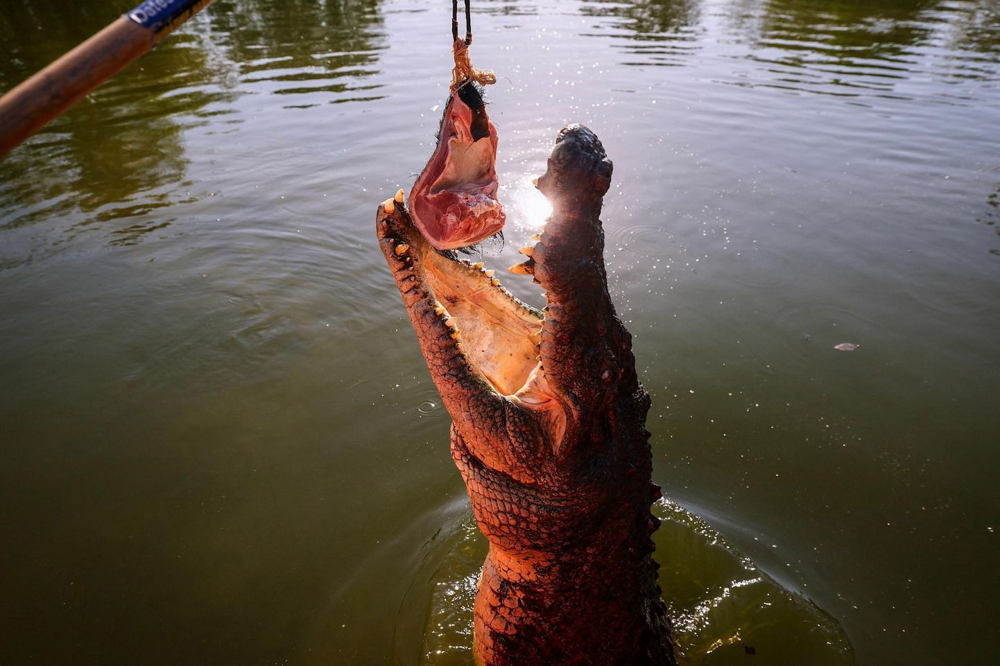Krokodill nimega Prince haukab Crocodylus Parki loomaaias Põhja-Austraalias talitaja pakutud lihakäntsakat.