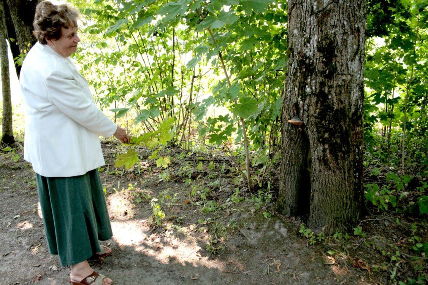 Kirna energiamõisa perenaine Helle Anniko näitab puud, millel loodus on andnud kelmika vormi. Anniko         sõnul ravib selle puu vastas seismine munandiprobleeme.