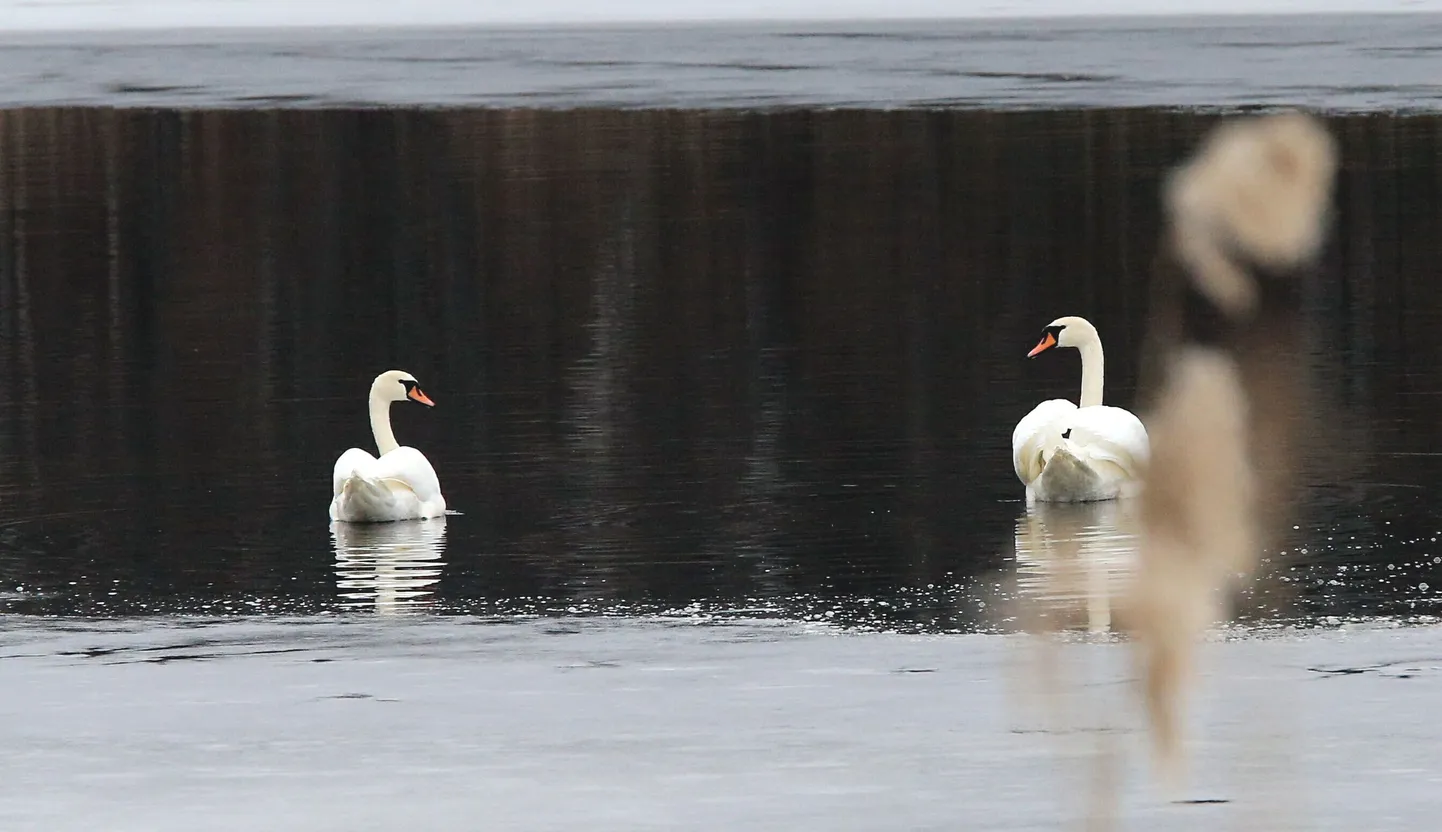 Luiged Alatskivi paisjärvel
