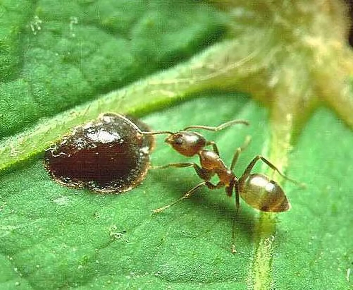 Argentina sipelgas