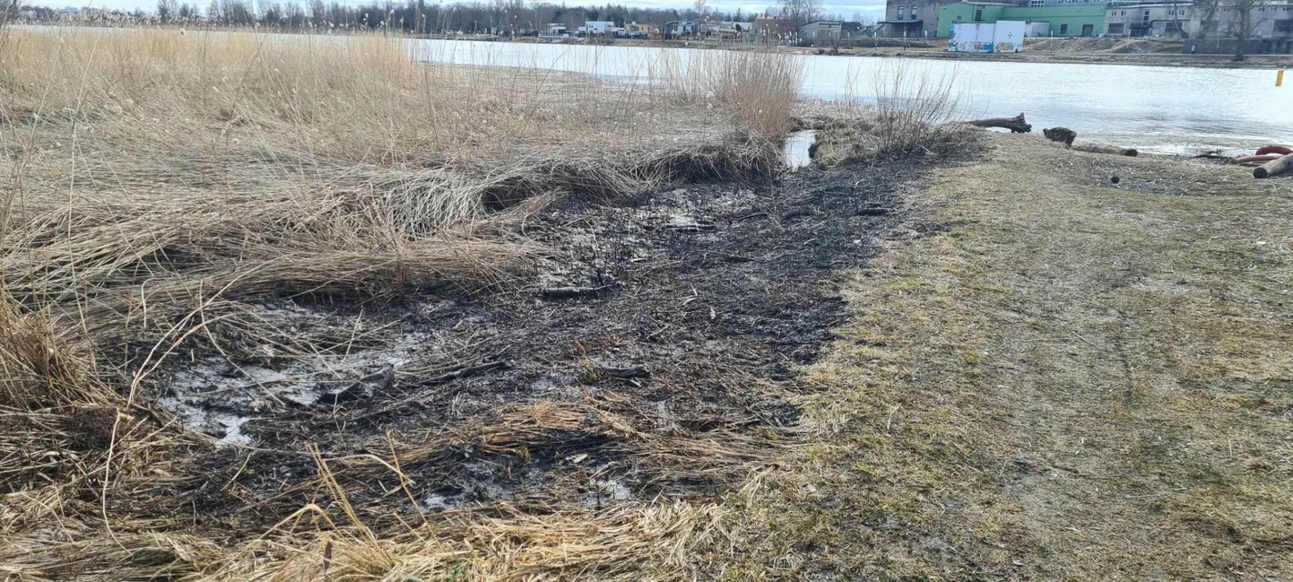 Pärnu linna Rääma tänavale sõitnud pritsimehi ootas ees ligemale 40 ruutmeetril lõõmav maastikupõleng.