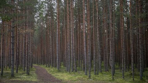 Estonia may deprive private forest owners of millions in EU funds