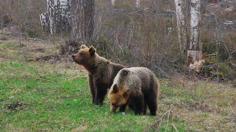 Видео: житель Латвии столкнулся лицом к лицу с тремя медвежатами