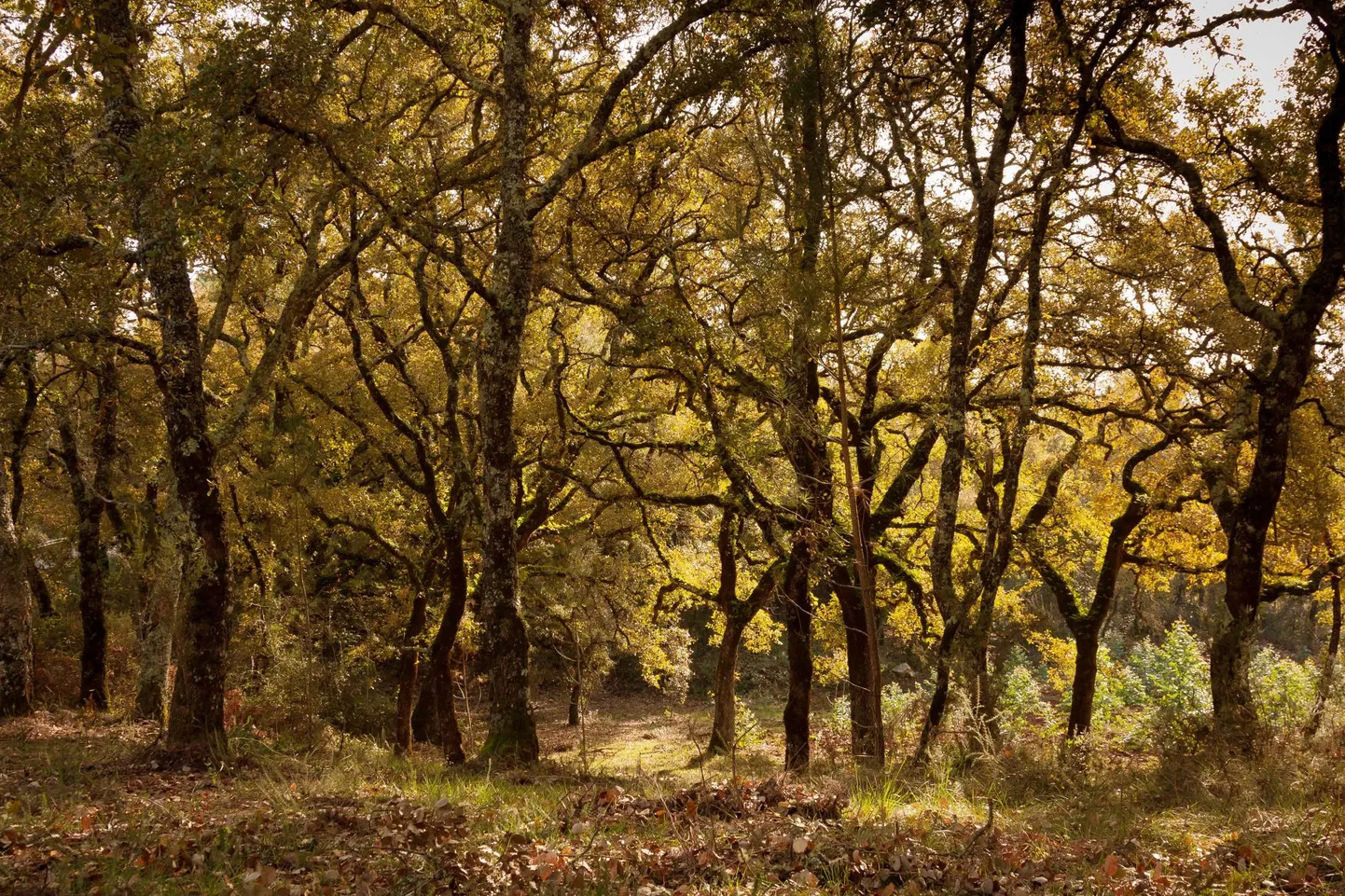 Artikli foto