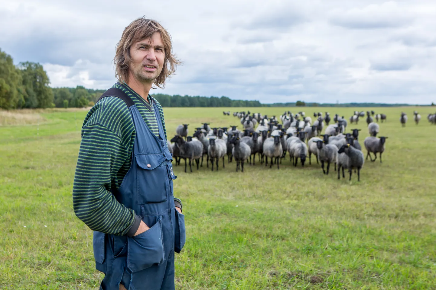 MAAHOOLDAJAD: Madis Tiik ja tema Roosi talust ostetud 150 Gotlandi lammast Kurevere karjamaal.
Maanus Masing
