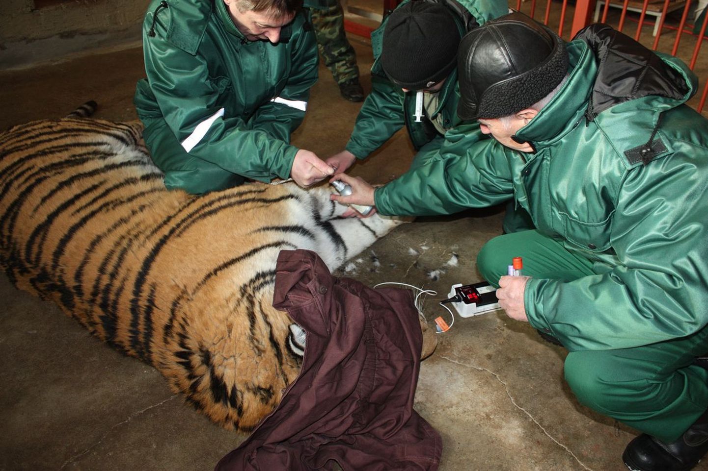 Loomaaia veterinaarid kasutasid juhust ja võtsid uinutatud tiigrilt analüüsideks verd, kontrollisid kiibi olemasolu ja ravisid tema ärahõõrdunud päkaaluseid.