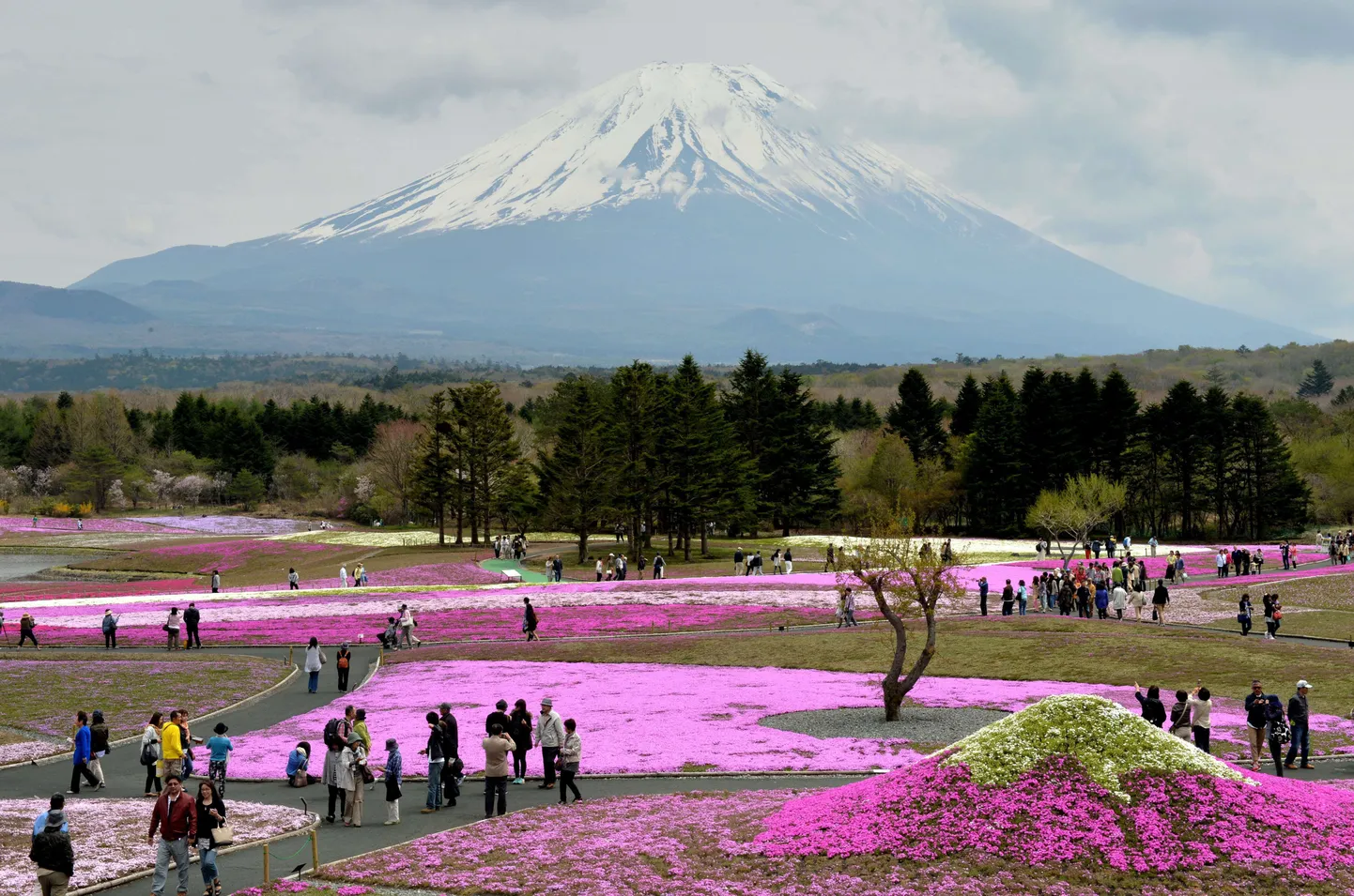 Padjand-leeklilli (Phlox subulata) õitsemas Jaapani Fuji mäe juures