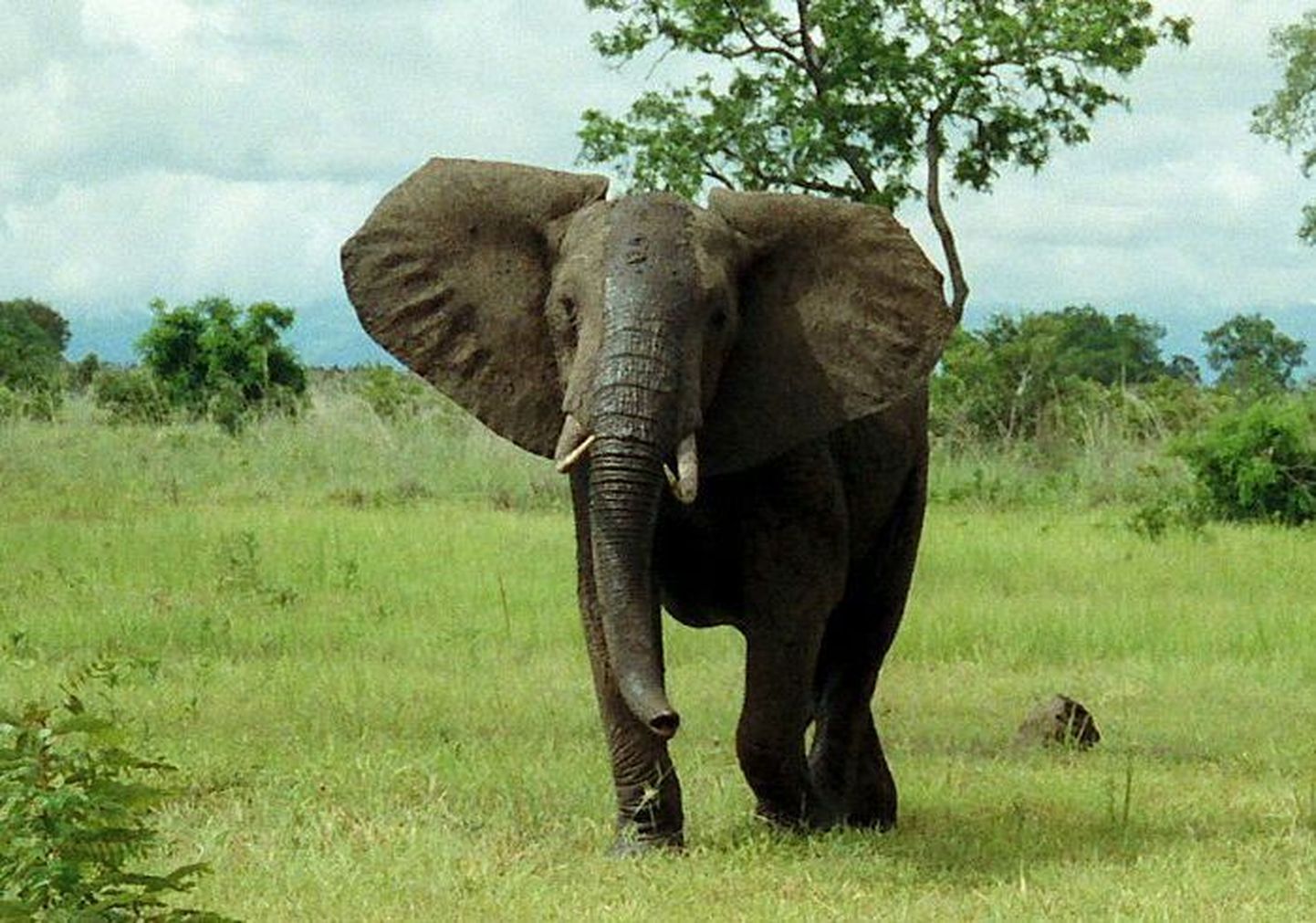 Африканский слон (иллюстративное фото).