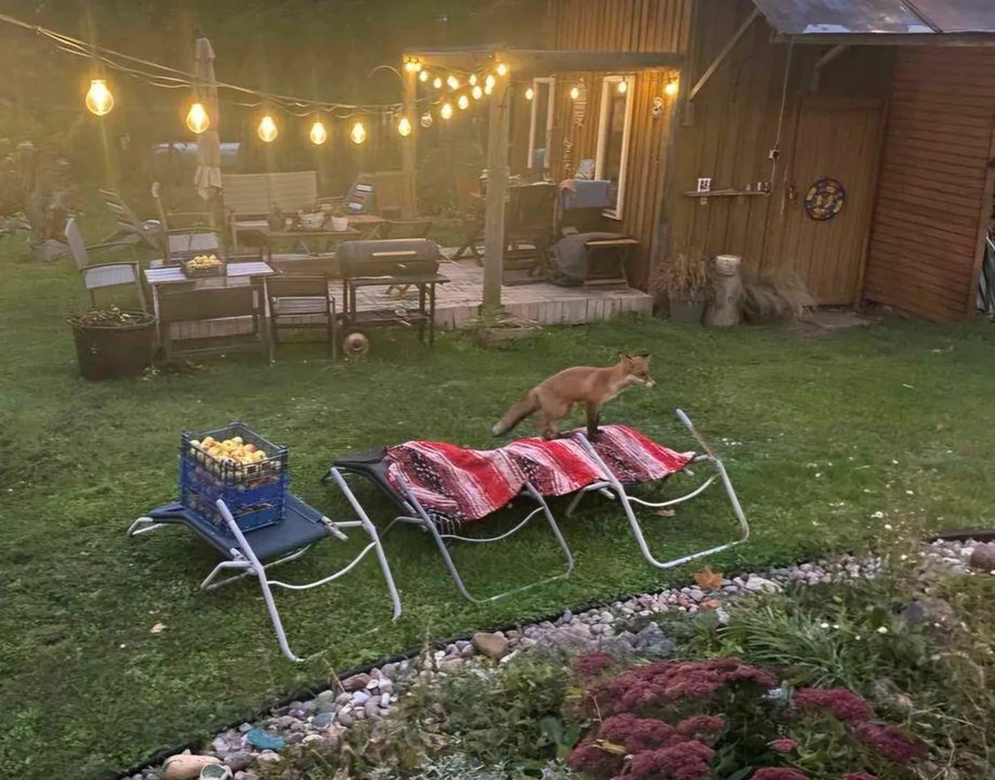 Rakveres ilmus ühte Vabaduse tänava koduhoovi reinuvader.