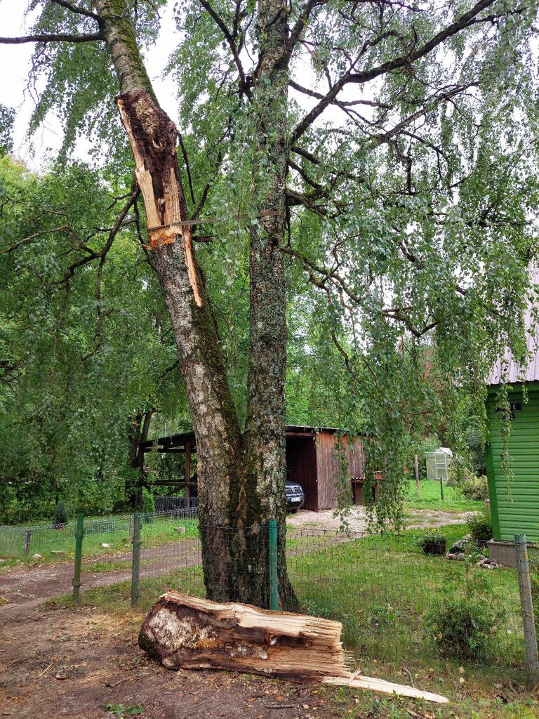 Дерево, пострадавшее от шторма.