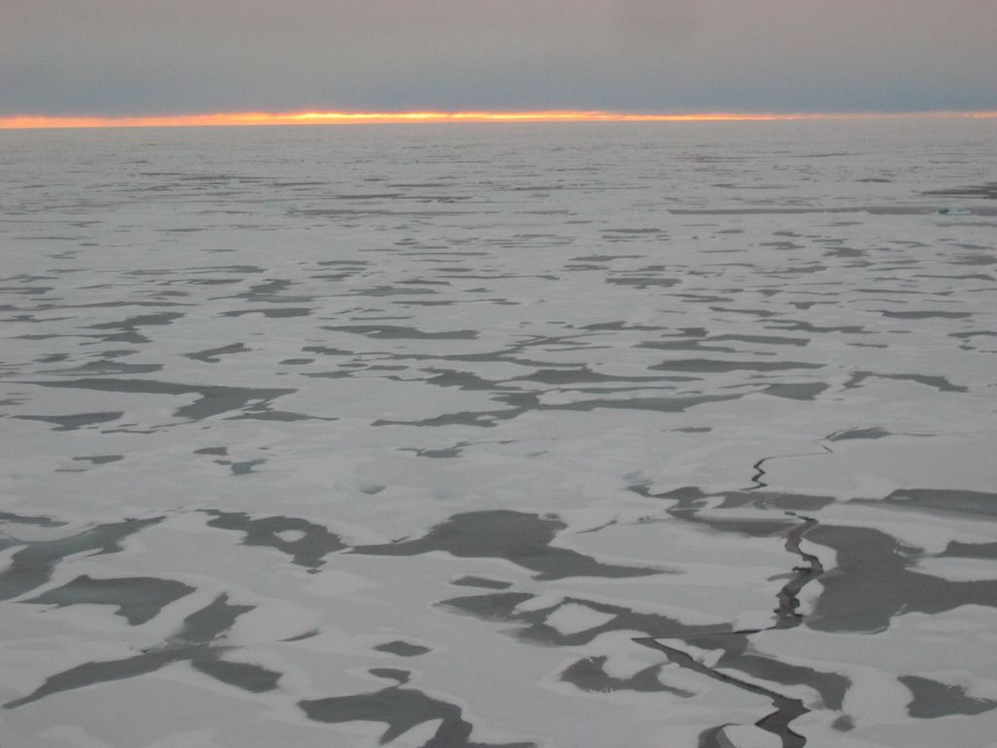 Arktika jääväljad
