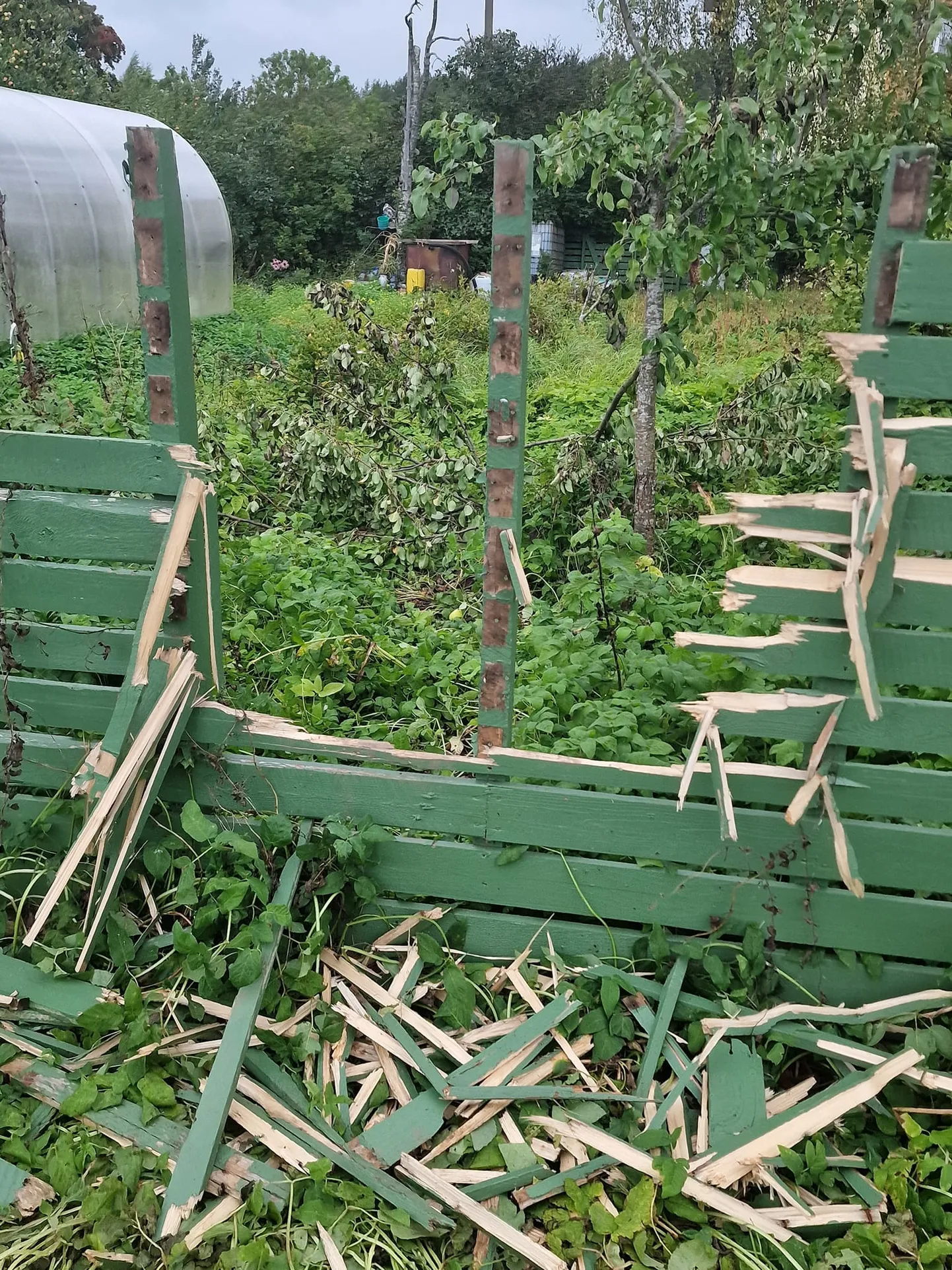 Eelmisel sügisel lõhkus karu Kuremäel aia, et pirnipuu juurde maiustama pääseda.
