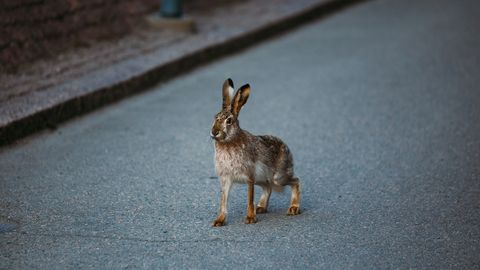 ВИДЕО ⟩ Недетские страсти: на парковке в Ласнамяэ женщина застала схватку между зайцем и вороной