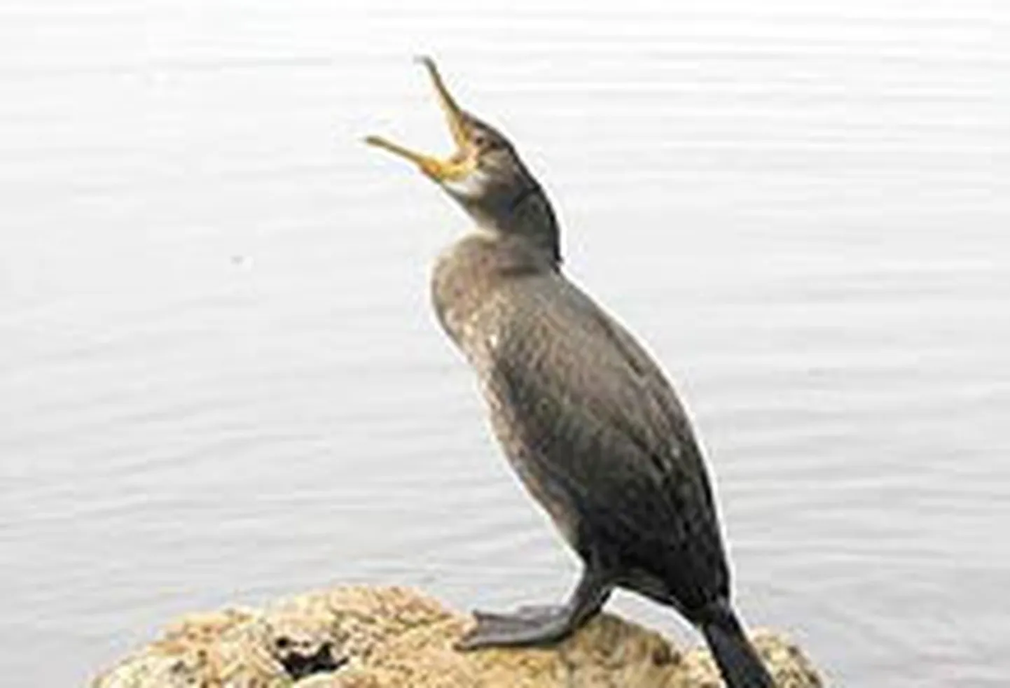 Олуша птица. Веслоногие птицы. Большая белая птица с большим клювом. Кудрявый пеликан клюв. Веслоногая птица 5 букв на о сканворд.