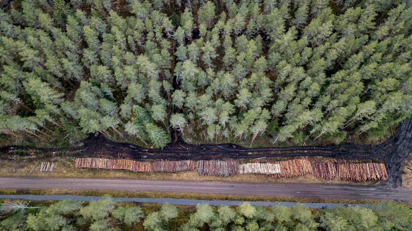 Леса. Фото иллюстративное.