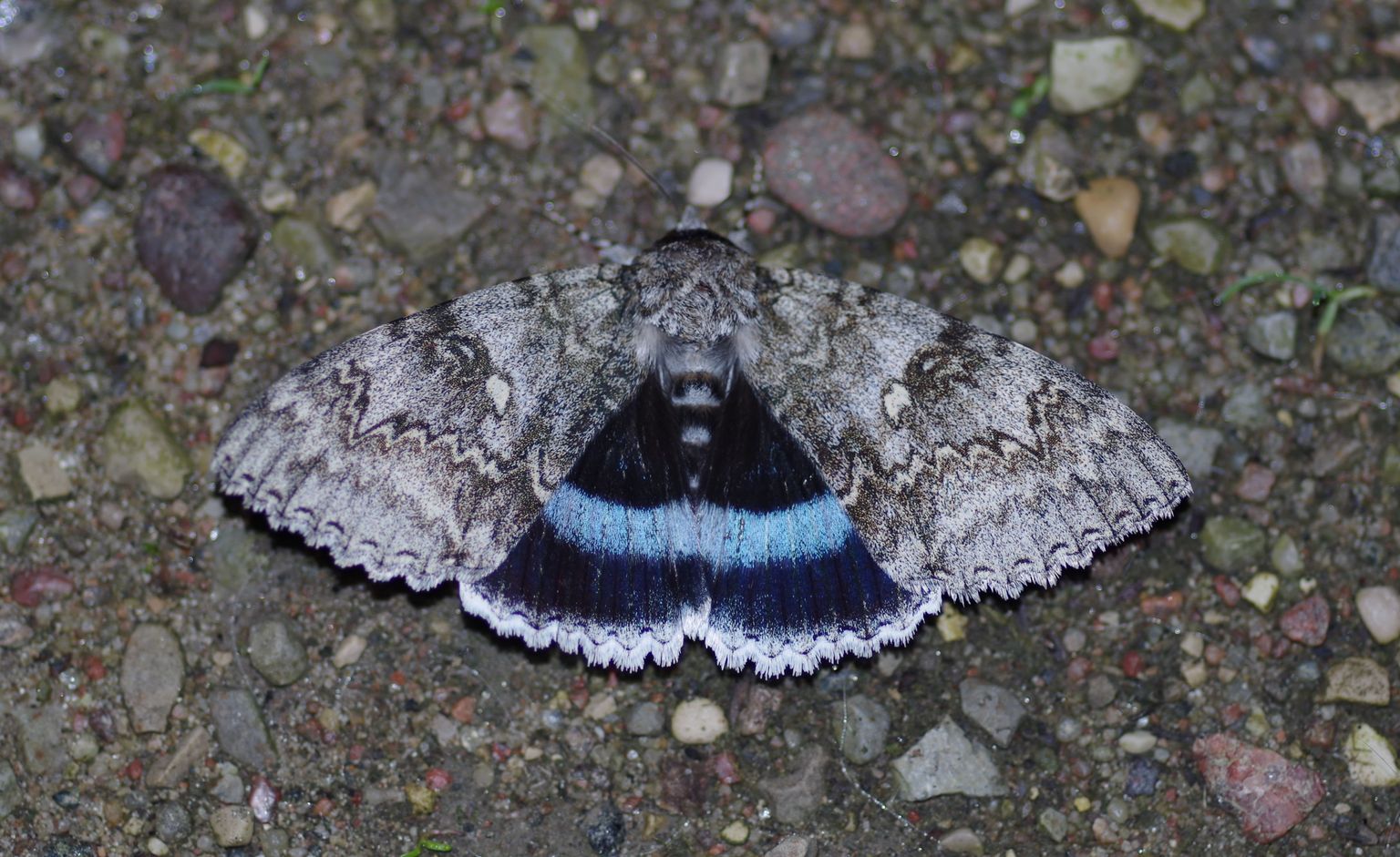 Üks eesti rahvusliblika üheksast kandidaadist on tänavune aasta liblikas sini-paelöölane.