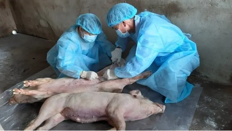Ветеринарные чиновники берут пробы у мертвых свиней.