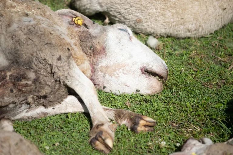 Lammastel oli läbi näritud ainult kõri, söödud neid ei olnud.