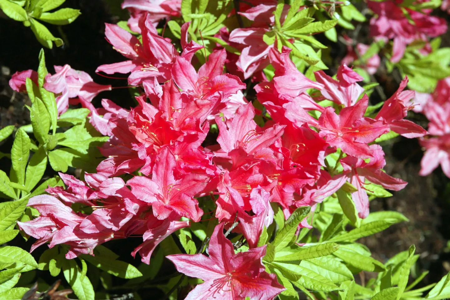 Rododendron