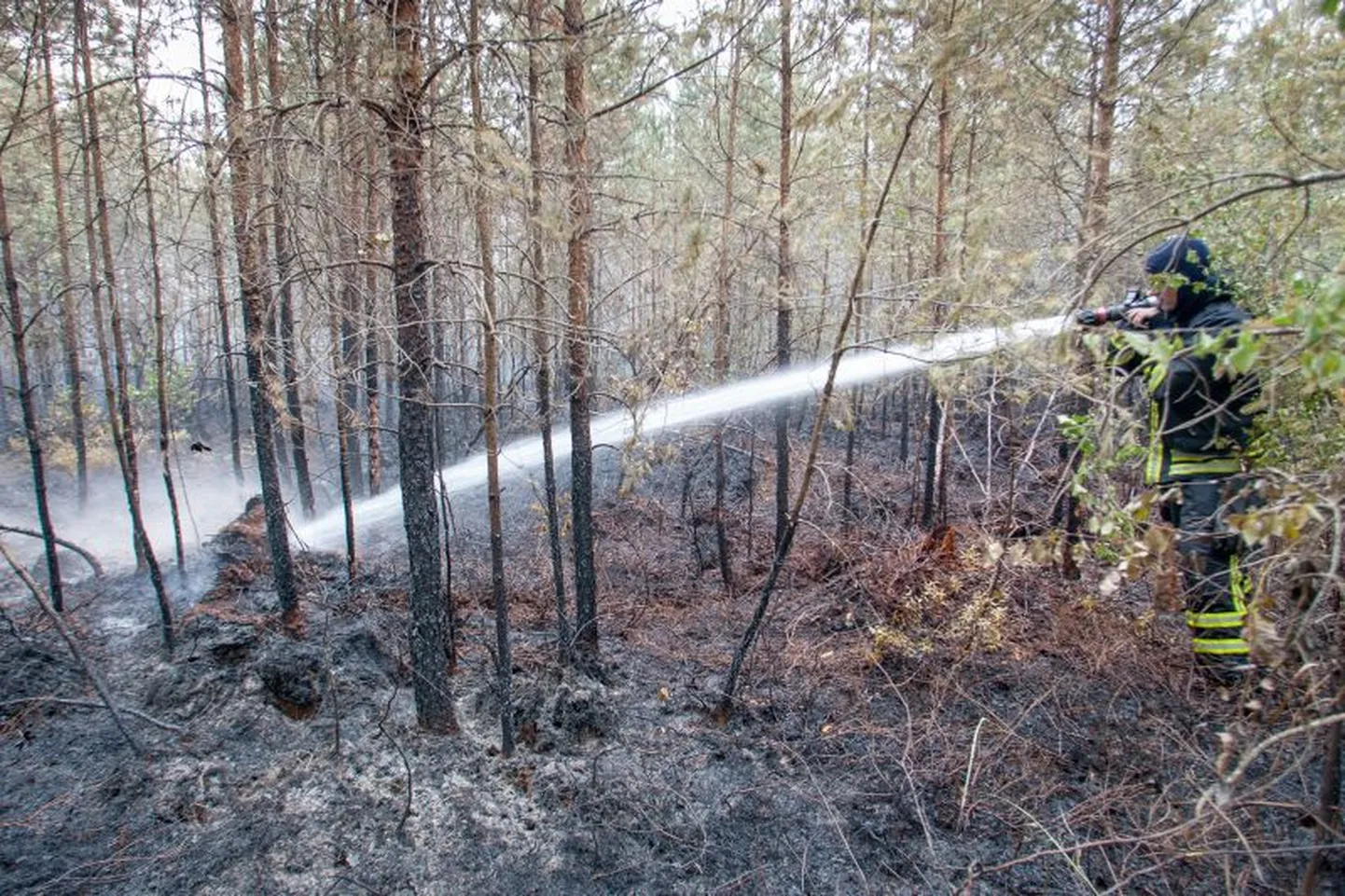 Metsapõleng Päidre järve ääres.