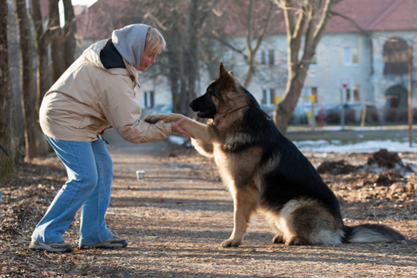 "Koer mõistab inimese keelt palju paremini, kui inimene koera oma," on 1,5aastase saksa lambakoera omanik Elle veendunud.