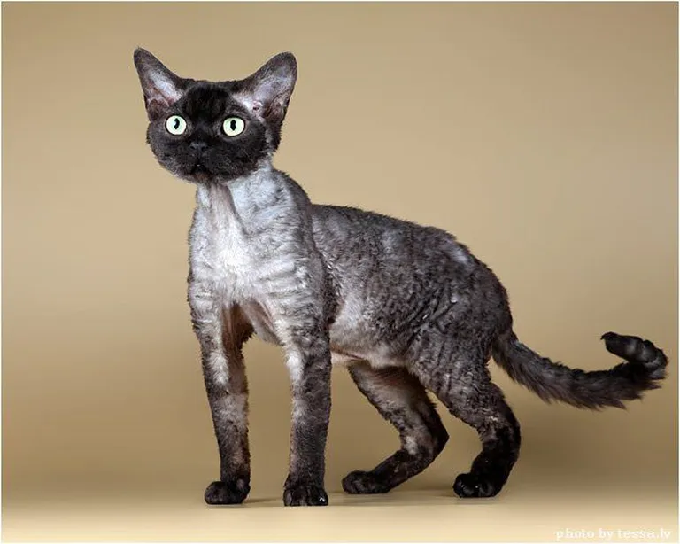 Devon Rex.