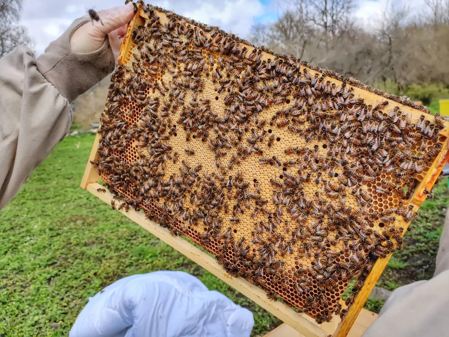 Sookalda mesila Buckfast tõugu mesilased.