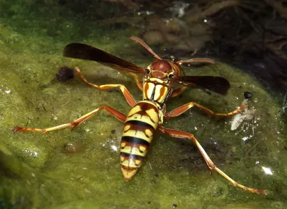 Polistes aurifer