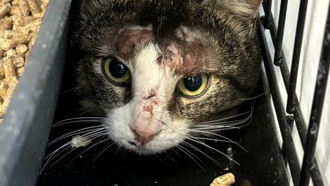 Tänavakass Arktika otsib kodu ja abistajaid